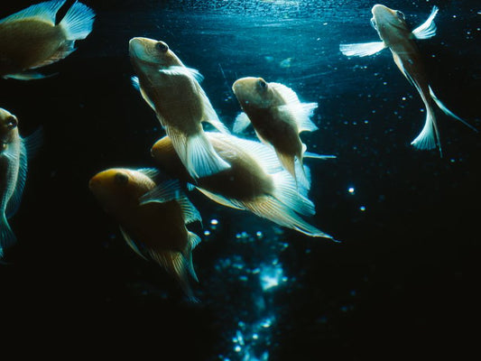 What Clear Aquarium Water Does and Does Not Tell You About Fish Health