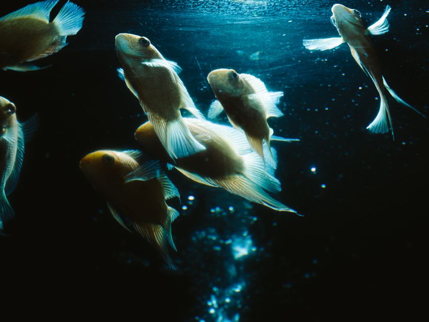 Emergency Guide: What to Do When Your Aquarium Fish Stops Eating