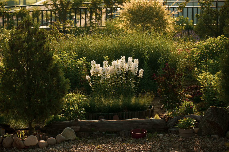 Shade Garden Plants: 7 Yield-Boosting Strategies for Low-Light Beds