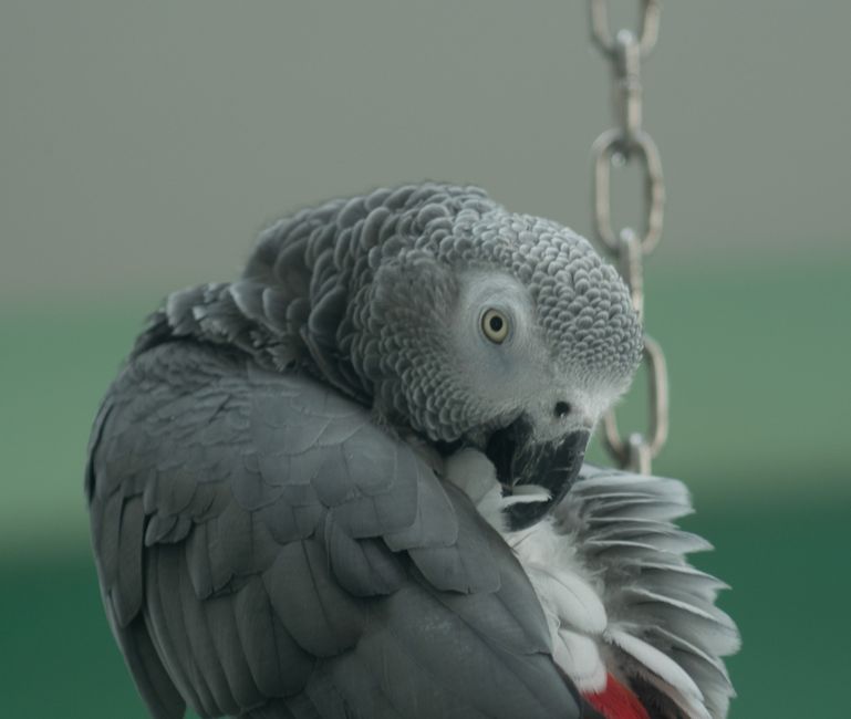 Why Feather Structure Changes Grooming in Companion Birds
