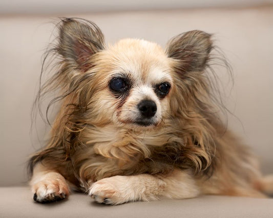 The Senior Dog Wellness Blueprint: Grooming, Nutrition, and Comfort for Aging Canines