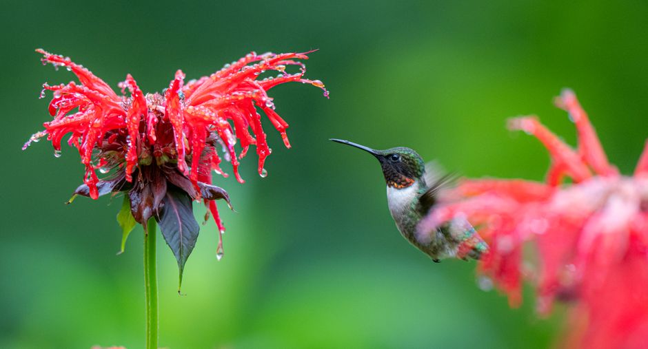 Why Air Movement Matters More Than You Think for Pollination and Fruit Set