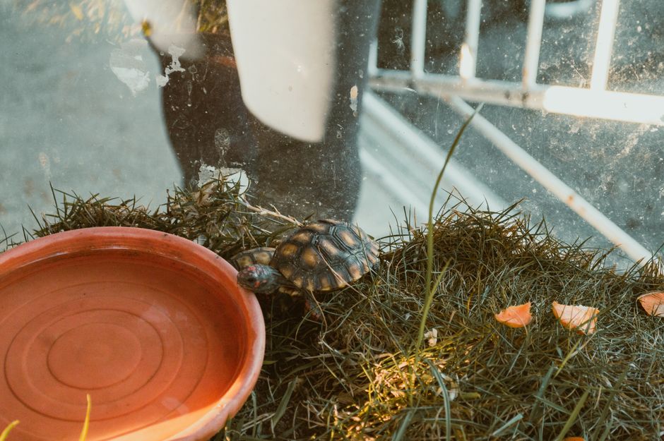 DIY Reptile Habitat Humidity Control: Simple Solutions for a Healthier Enclosure