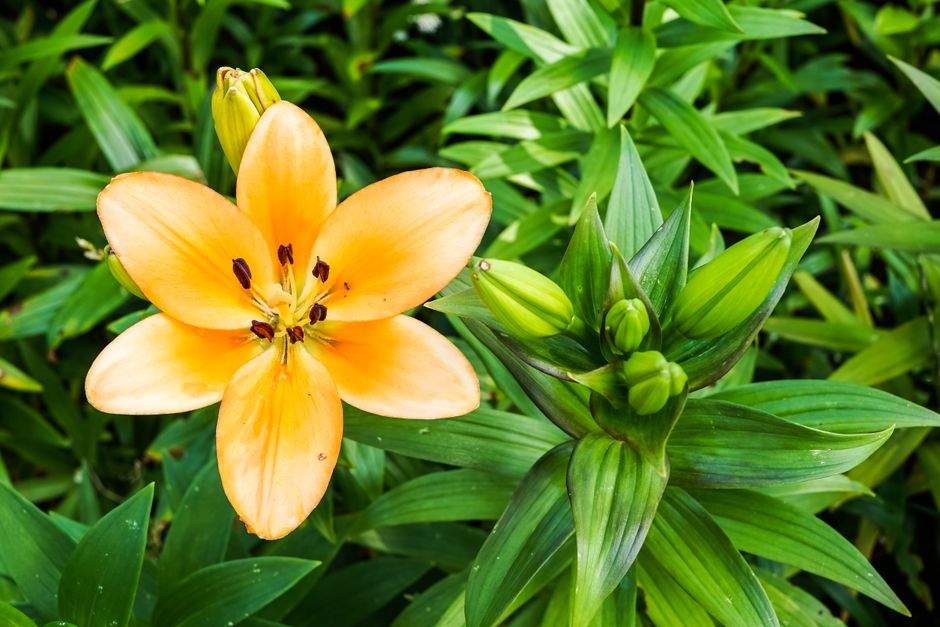 Peace Lily Leaves Turning Yellow? A Complete Signs-and-Solutions Guide
