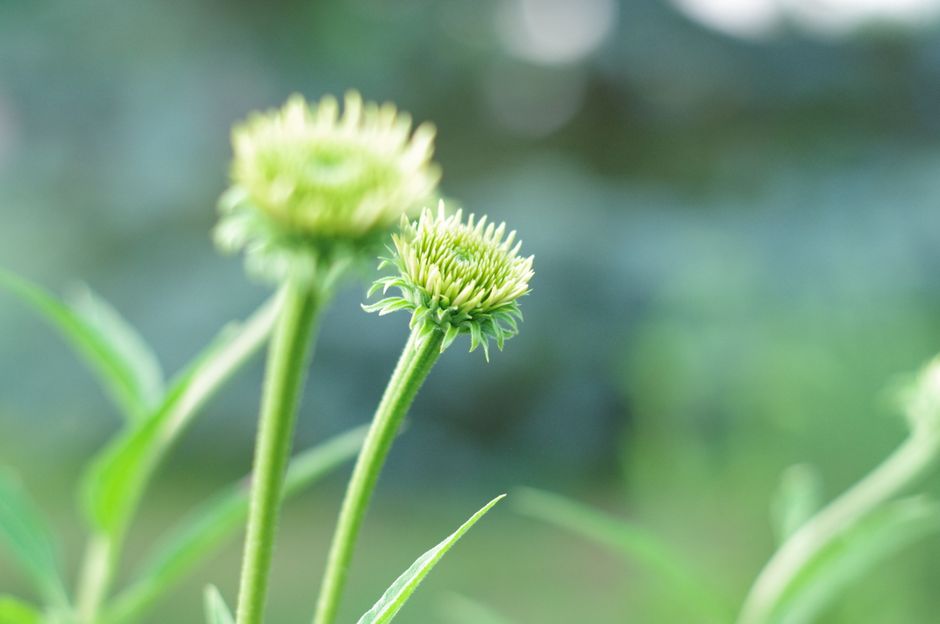 Division and Offsets: How a Single Plant Becomes Two Without a Flower