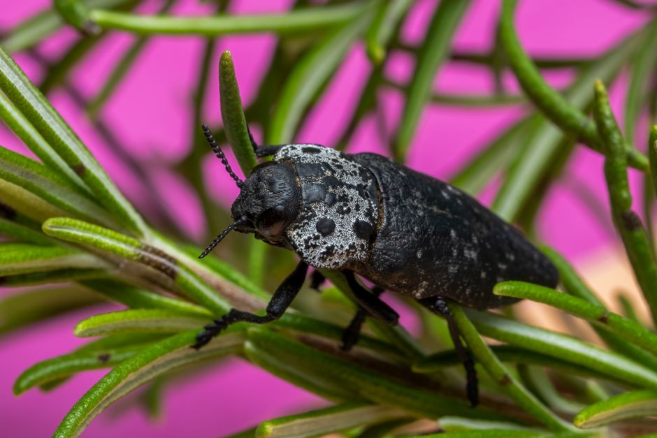 Finding an Insect Is Not a Diagnosis: Scouting Logic for Herb Gardens