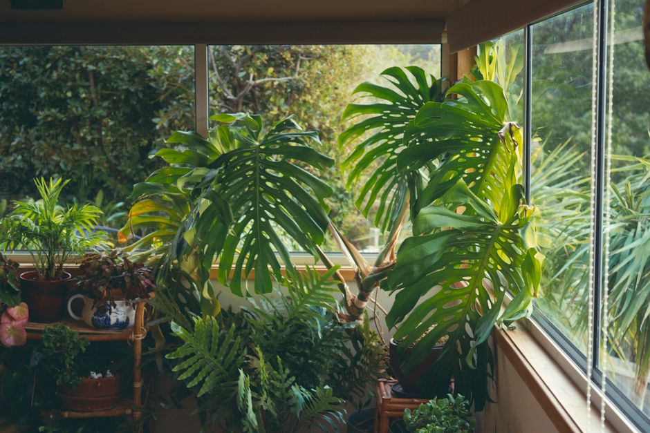 Why Your Apartment Plants Keep Failing: A Room-by-Room Trouble-Shooting Guide