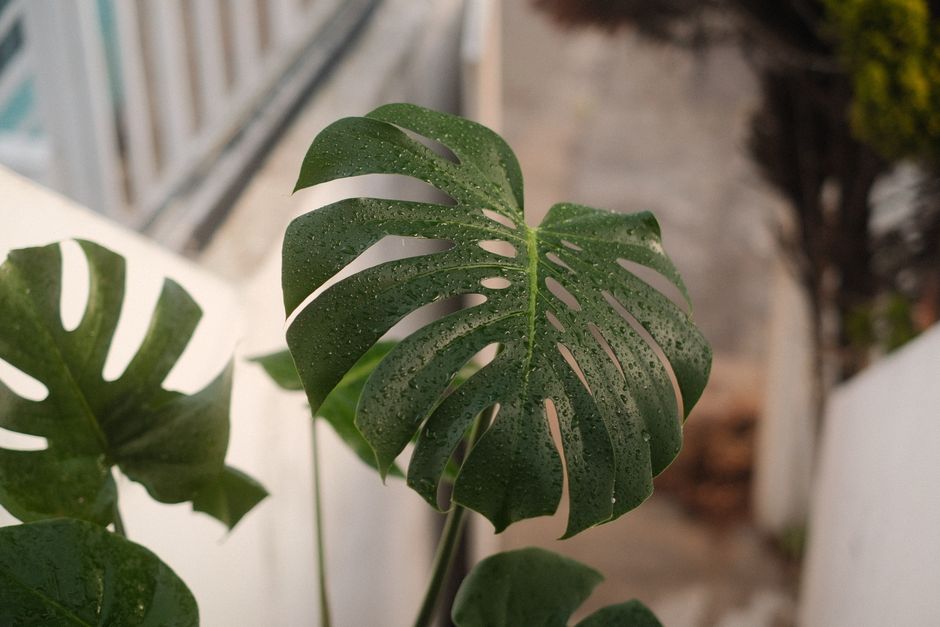 Orchid Care Guide: Understanding Light, Water, Humidity, and Repotting Without Guesswork