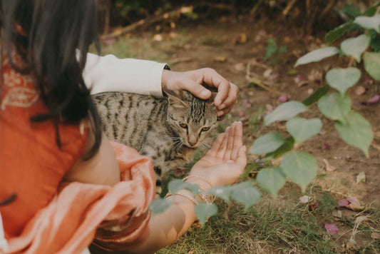 7 Eco-Friendly Pet Care Mistakes You're Probably Making