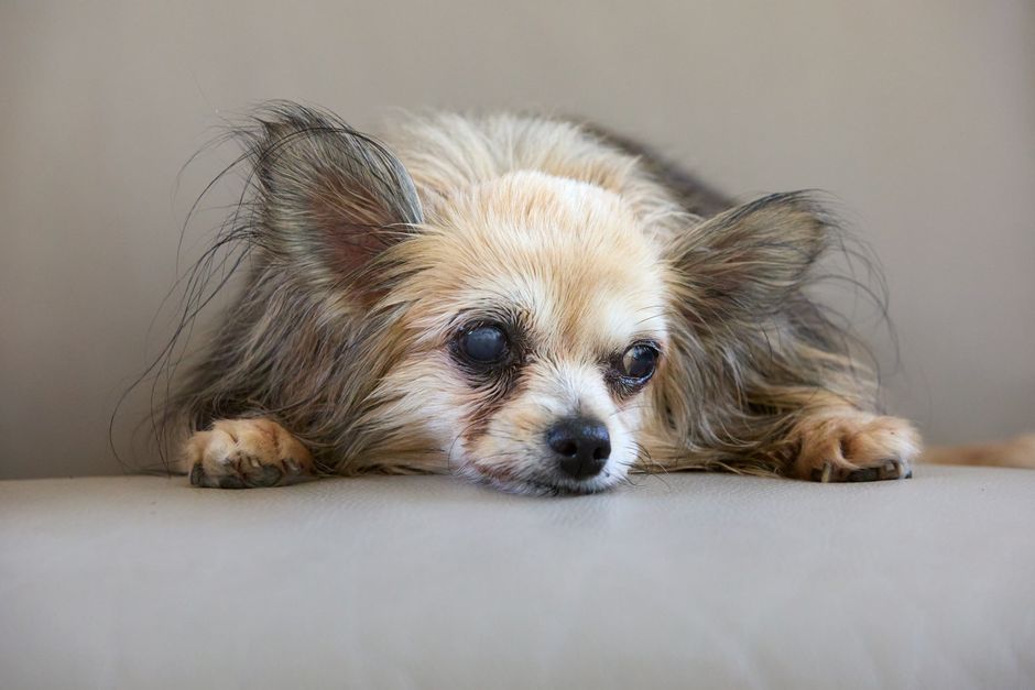 Adapting Senior Pet Care: Rethinking Grooming, Litter, and Daily Routines for Aging Companions