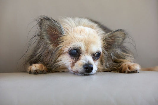 Adapting Senior Pet Care: Rethinking Grooming, Litter, and Daily Routines for Aging Companions