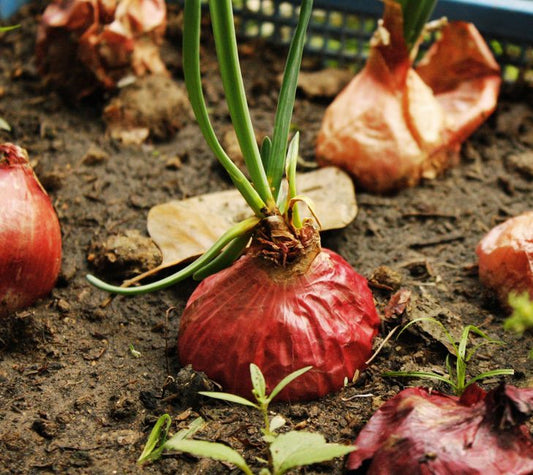 Why Your Produce Goes Bad Fast and How to Fix It