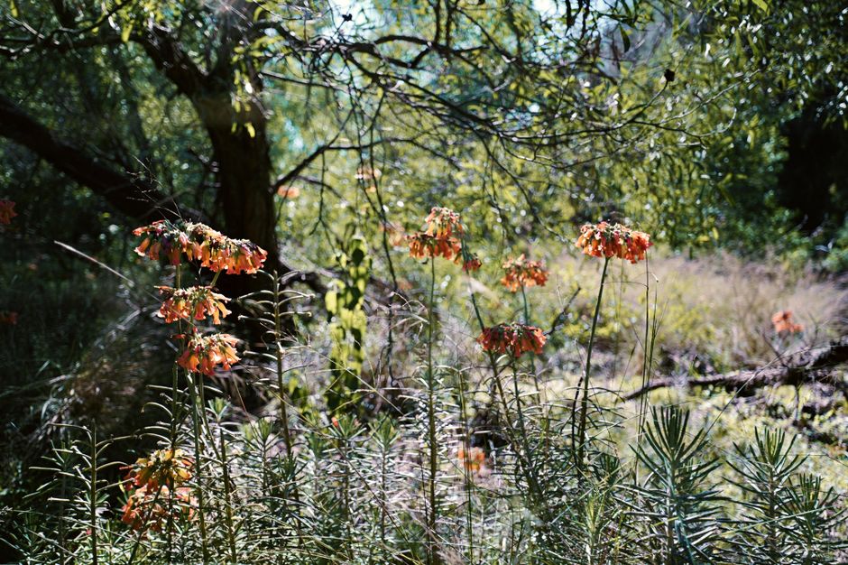 Starting a Native Plant Garden Without Buying Anything New