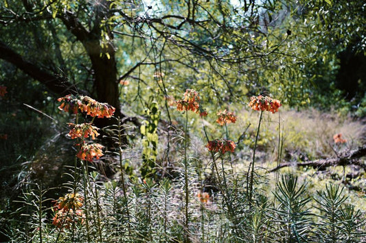 Starting a Native Plant Garden Without Buying Anything New