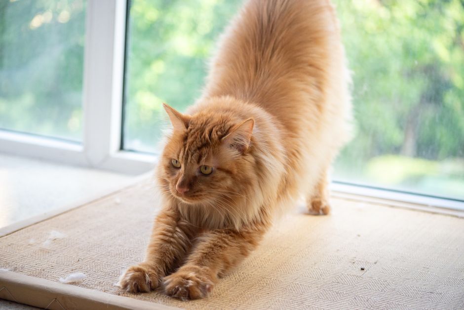 Quick and Easy Multi-Pet Household Care: Streamlining Daily Routines for Dogs and Cats
