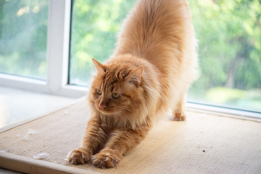Quick and Easy Multi-Pet Household Care: Streamlining Daily Routines for Dogs and Cats