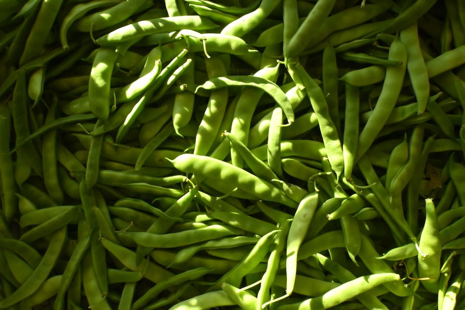 Why Vegetables Lose Their Snap: The Physics of Freshness After Harvest