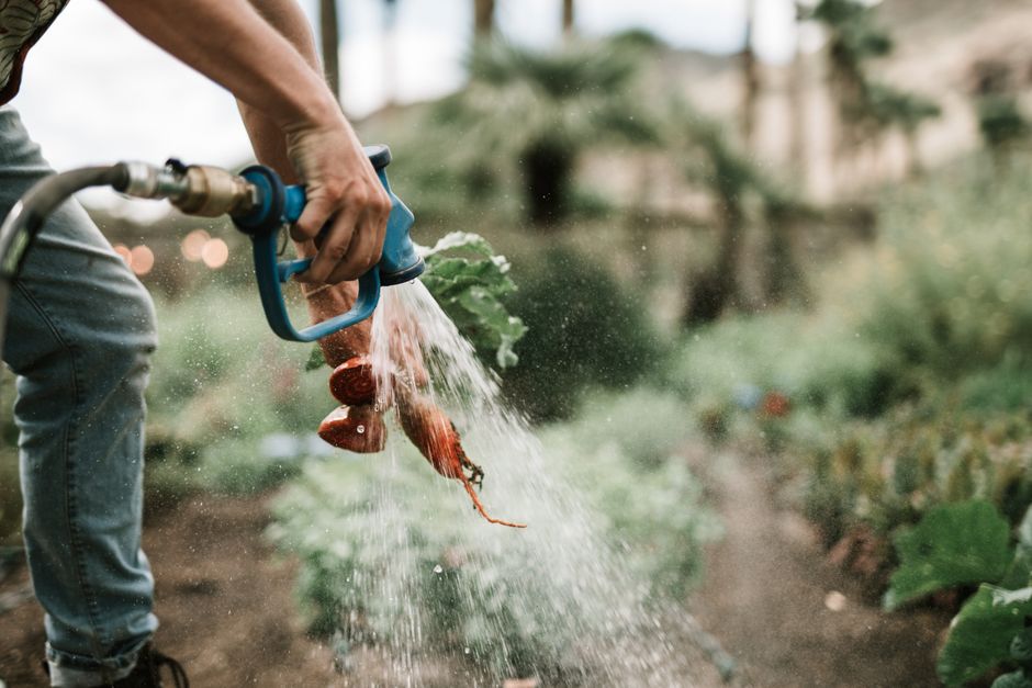Smart Watering Strategies: How to Water Your Outdoor Vegetable Garden Correctly