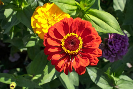 Signs Your Plants Are Sending and What They Actually Mean