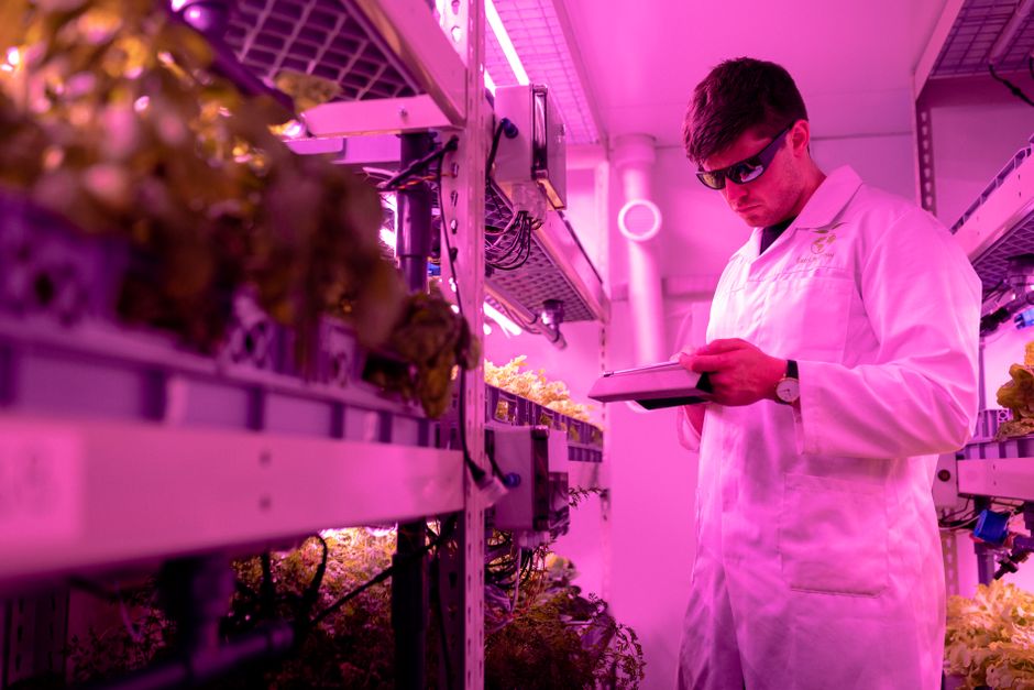 Light Intensity vs. Light Duration in Hydroponics: Which Drives Growth?