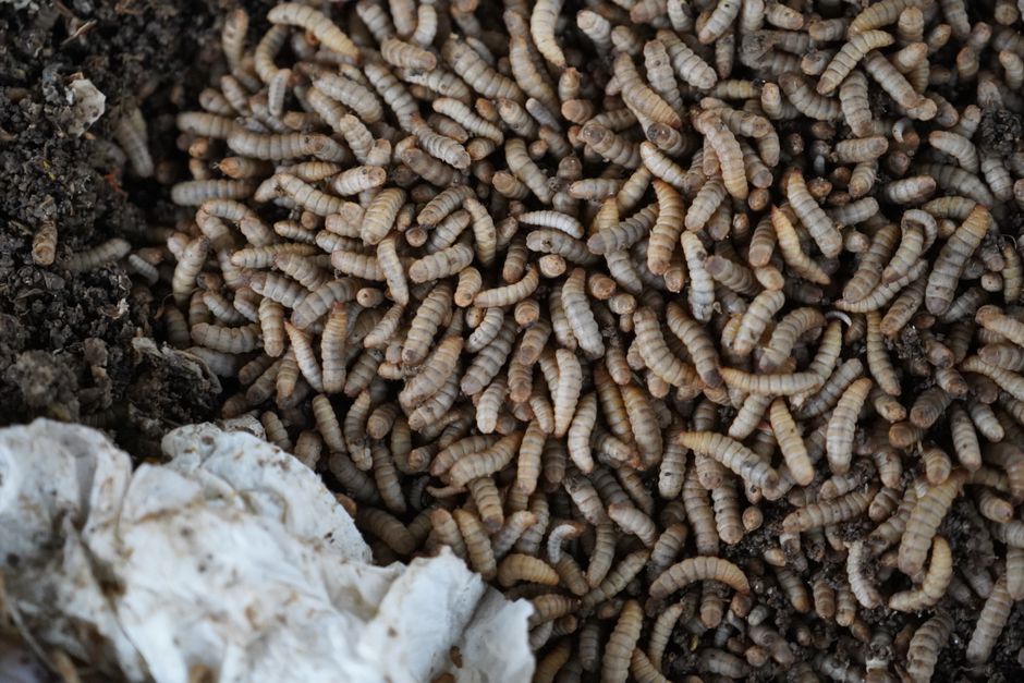 Worm Composting for Beginners: Overcome the Fear of Wiggly Roommates