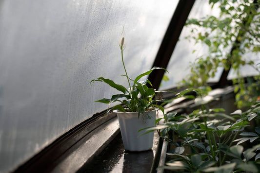 How to Save an Overwatered Peace Lily: A Step-by-Step Recovery Plan for Indoor Gardeners