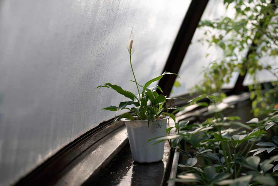 Peace Lily Care Without a Yard: Thriving Indoors with No Outdoor Space