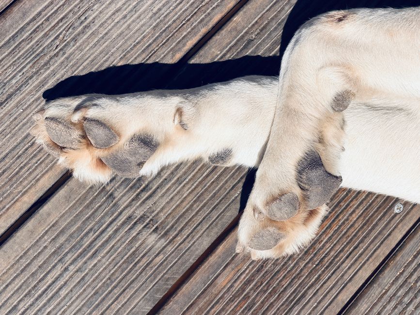 Paw Pad Care for Dogs: Structural Needs vs. Human Grooming Assumptions