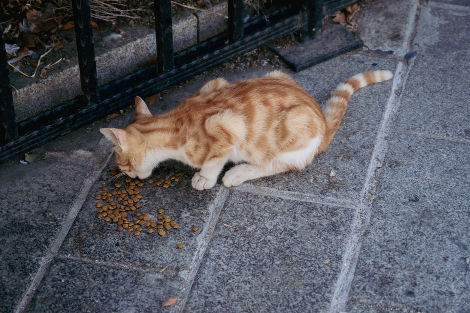 Why Your Cat Grazes Dry Food but Demands Wet Food: Format, Texture, and Feline Feeding Behavior