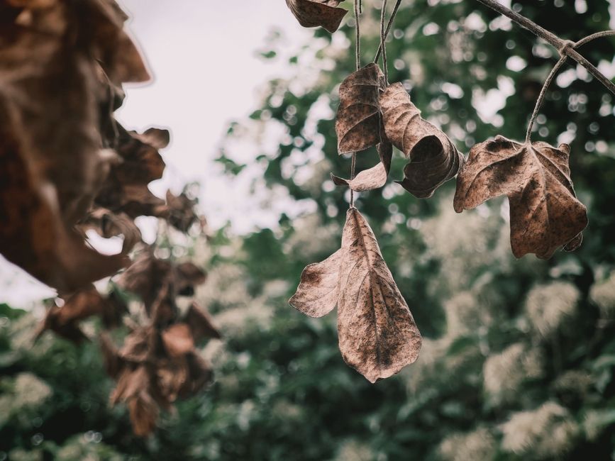 Snake Plant Leaves Falling Over or Dying Back: How to Tell Biotic Disease From Abiotic Stress