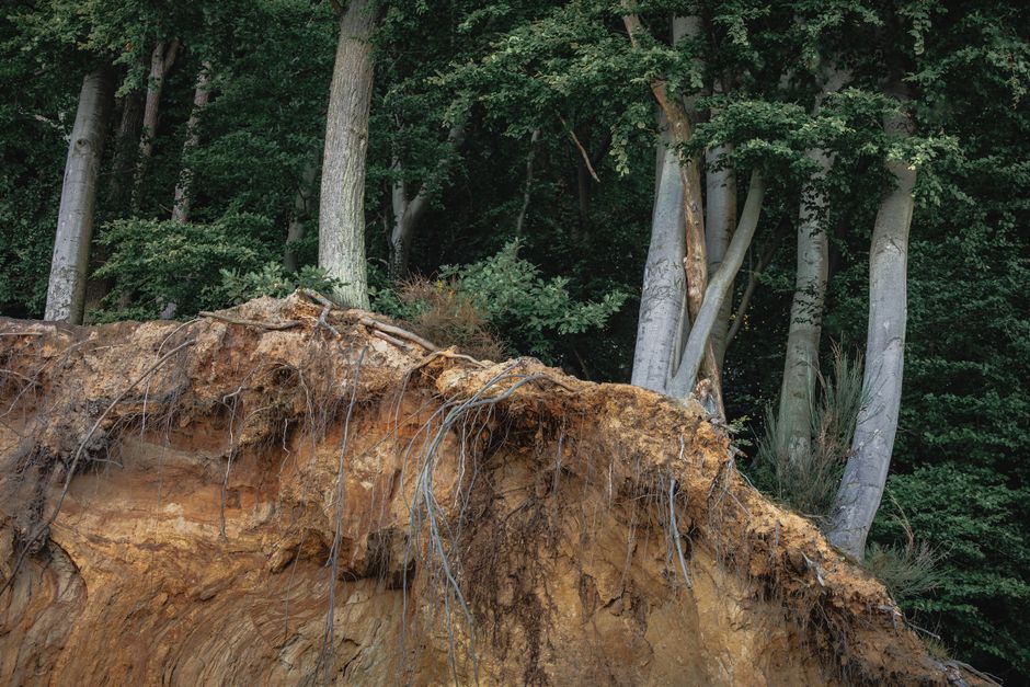 Raised Beds vs. Native Soil: How Root-Zone Volume and Water Movement Change Everything