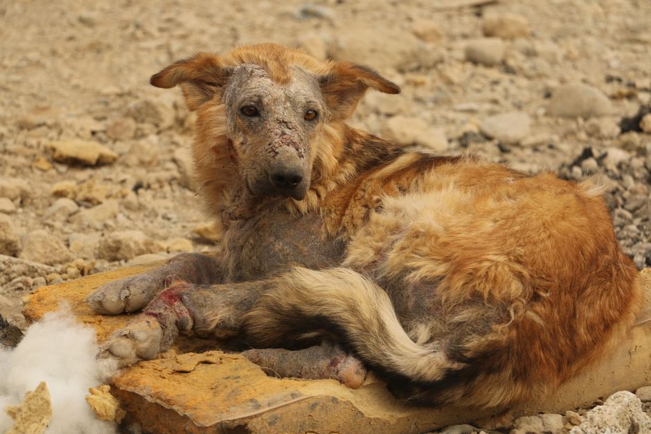 Why Minor Wounds in Pets Heal Differently Depending on Species and Location