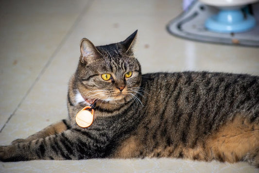 Why a Loose Collar Is Not the Safer Choice: Fit, Anatomy, and Equipment Function in Dogs and Cats
