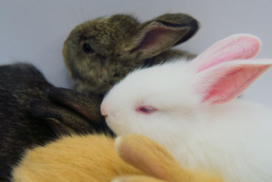 Why Cold-Weather Water Refusal Is Different for Cats, Rabbits, Birds, and Reptiles
