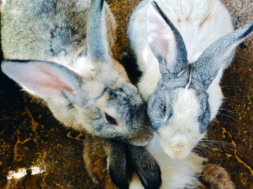 Resource Availability in Multi-Pet Homes: Why Rabbits Get Pushed Out Without Any Fighting