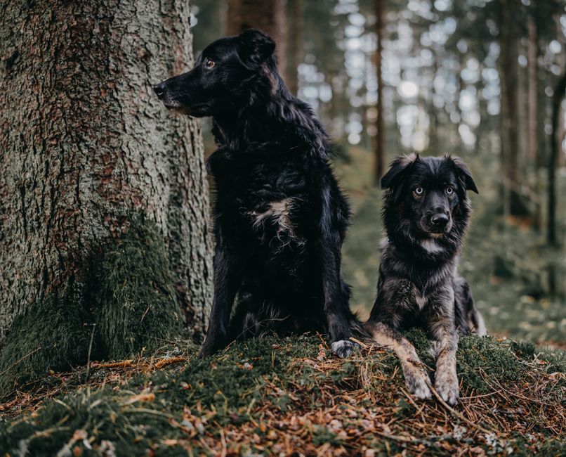 Resource Guarding in Dogs: Why the Environment Does More Than Willpower
