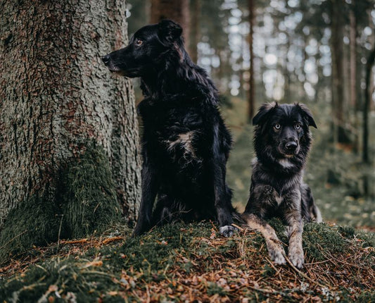 Resource Guarding in Dogs: Why the Environment Does More Than Willpower