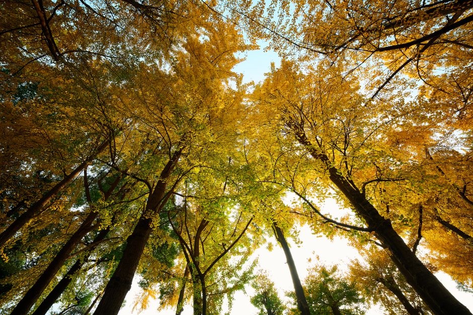 Root Oxygen and the Light That Feeds It: How Shoot Lighting Governs Below-Ground Aeration