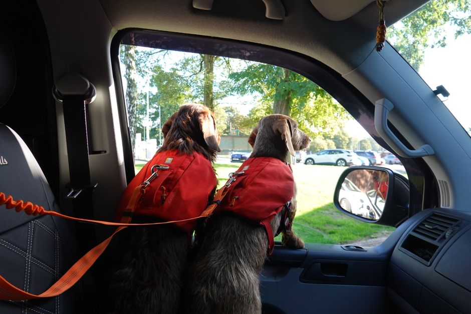 Car Travel With Pets: What Safety Equipment You Actually Need