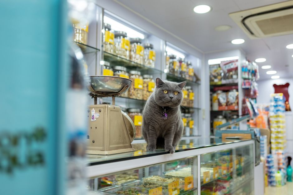 Calming Products for Fearful Pets: What They Can and Cannot Change