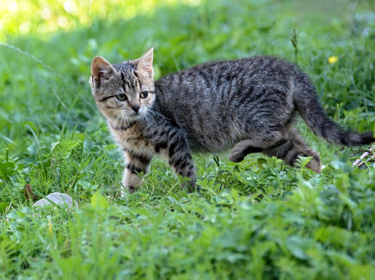 Parasites and Your Pet's Age: Why Life Stage Changes the Risk Picture