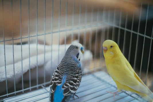 Beak and Nail Care for Companion Birds When Multiple Pets Share the Home