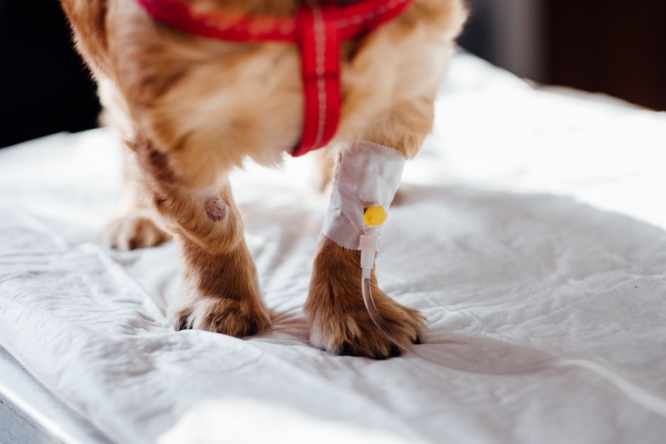 How to Treat a Dog’s Paw Pad Injury Naturally Without a Vet Visit