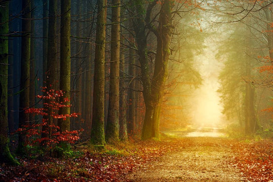 Seasonal Light, Seasonal Growth: Why More Light Is Not Always Better