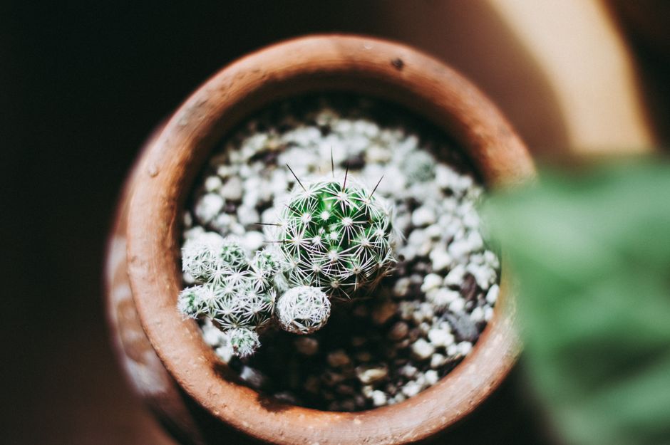 Maximizing Cactus Yield: The Complete Guide to High-Productivity Care