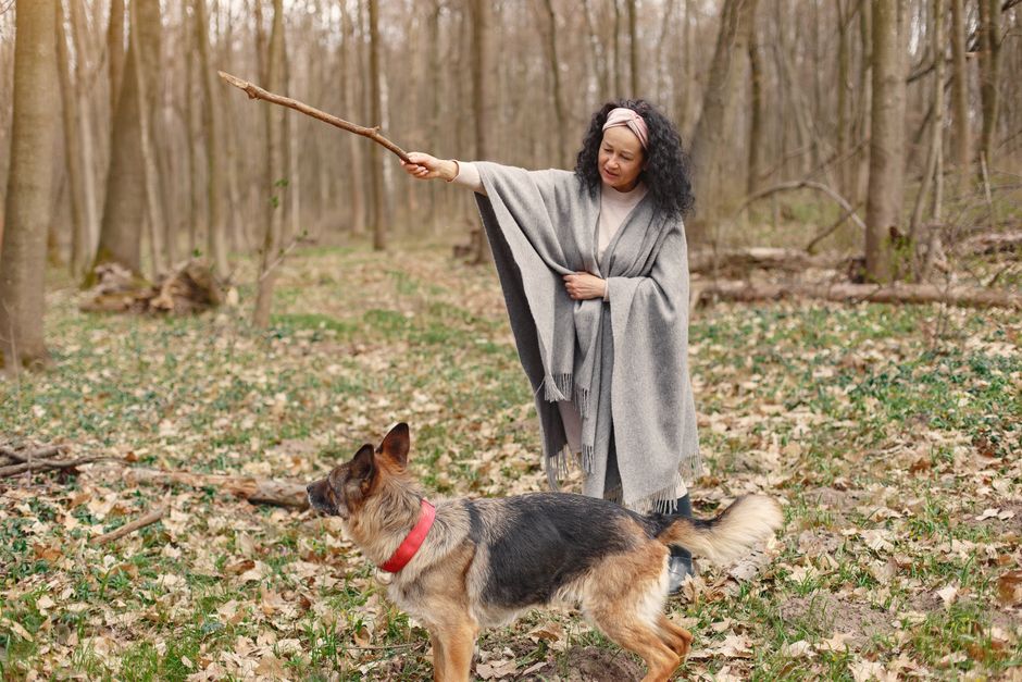 Hidden Signs Your Dog's Training Isn't Sticking: Recognizing the Real Symptoms