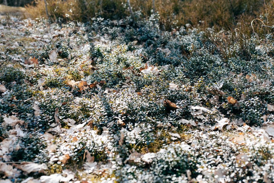 Strawberry Spacing: How Plant Density Changes Competition Below and Above Ground