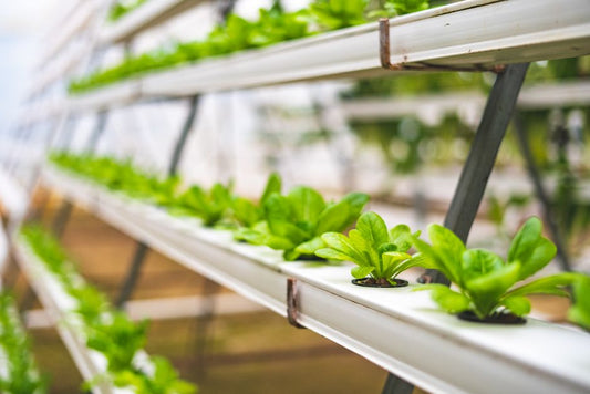 Why Your Vertical Garden Plants Are Struggling: Signs and Solutions