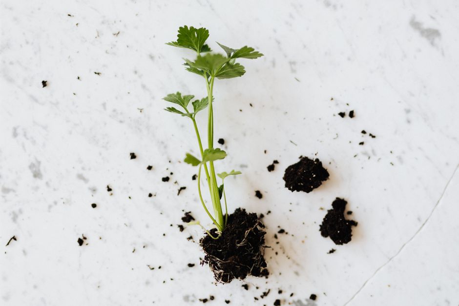 How to Save a Hoya Plant from Root Rot After Overwatering