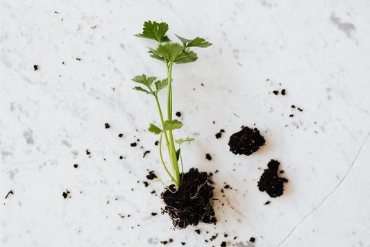 How to Save a Hoya Plant from Root Rot After Overwatering